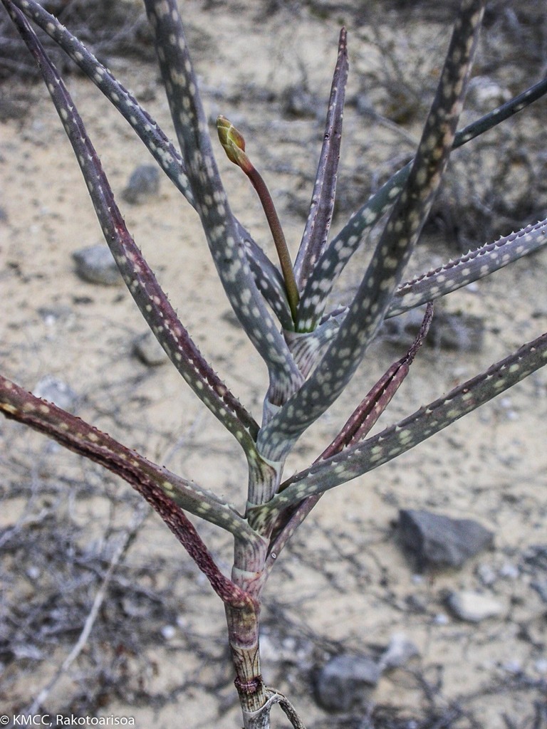 Aloe antandroi  iNaturalist