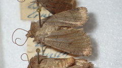 Protolampra sobrina