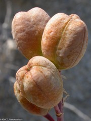 Aloe antandroi image