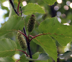 Betula raddeana