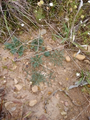 Pelargonium fergusoniae