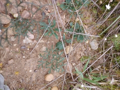 Pelargonium fergusoniae