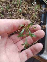 Pelargonium fergusoniae