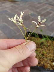 Pelargonium fergusoniae