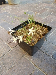 Pelargonium fergusoniae