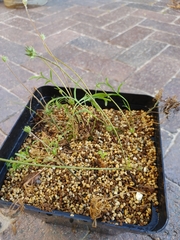 Pelargonium fergusoniae