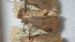Protolampra sobrina