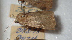 Protolampra sobrina