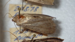Protolampra sobrina