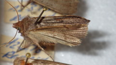 Protolampra sobrina
