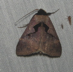 Anoba atriplaga