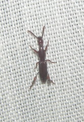 Cyphagogini