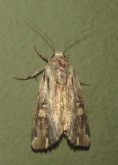 Magusa versicolora