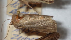 Protolampra sobrina