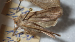 Protolampra sobrina