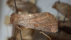 Protolampra sobrina