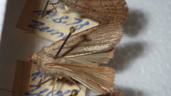 Protolampra sobrina