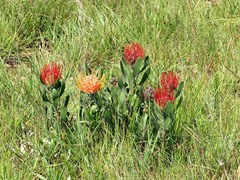 Leucospermum gerrardii image