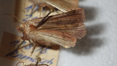 Protolampra sobrina