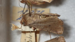 Protolampra sobrina