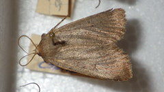 Protolampra sobrina