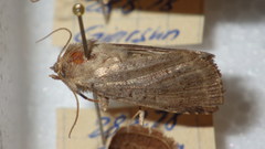 Protolampra sobrina