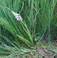 Dactylorhiza iberica