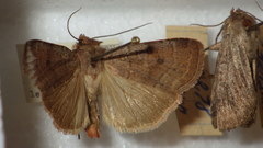 Protolampra sobrina