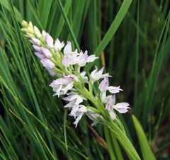 Dactylorhiza iberica