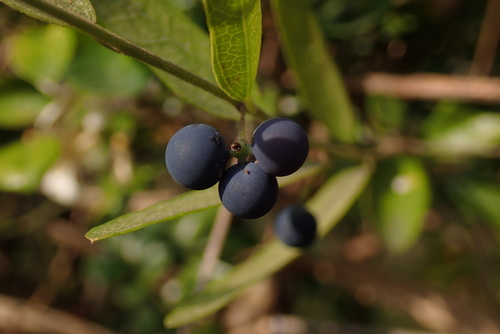 Nephroia orbiculata