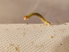 Cyclophora pendularia