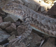 Sceloporus graciosus gracilis