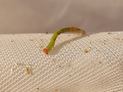 Cyclophora pendularia