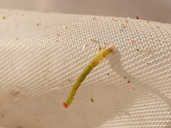 Cyclophora pendularia
