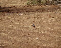 Lamprotornis pulcher