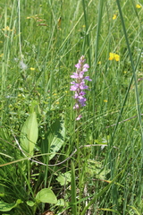 Dactylorhiza urvilleana