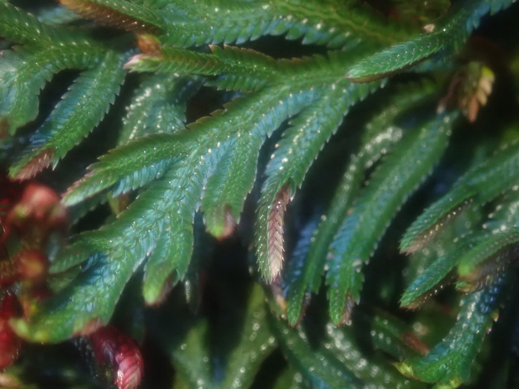 Sélaginelle à tiges rouges (Ruby Red Spike Moss) (Selaginella erythropus)