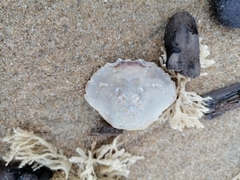 Liocarcinus holsatus