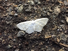 Scopula superciliata