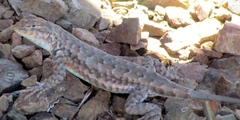 Sceloporus graciosus gracilis