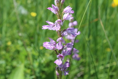 Dactylorhiza urvilleana