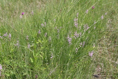 Dactylorhiza urvilleana