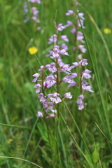 Dactylorhiza urvilleana
