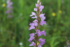 Dactylorhiza urvilleana