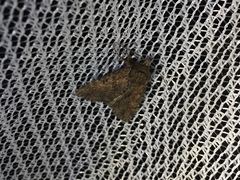 Antapamea conciliata