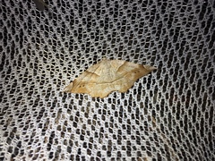 Endropiodes indictinaria