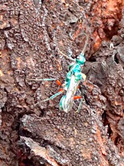 Ampulex compressa