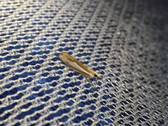 Crambus argyrophorus