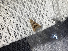 Diasemia accalis