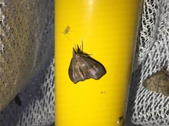 Clupeosoma cinereum
